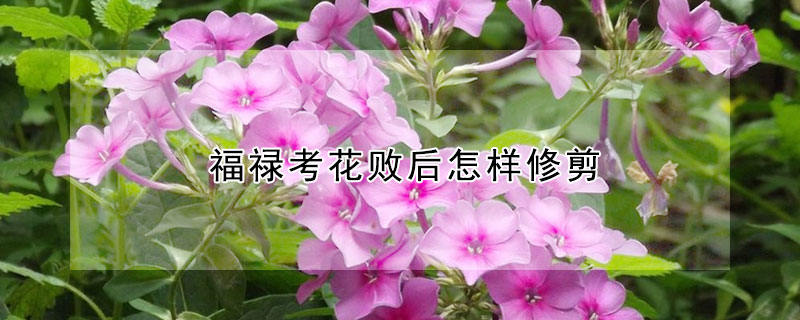 福禄考花败后怎样修剪