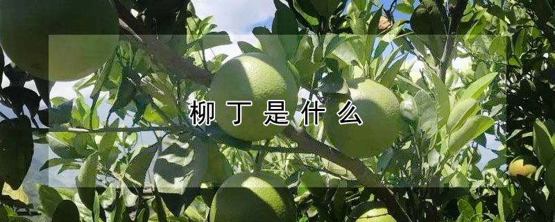 柳丁是什么