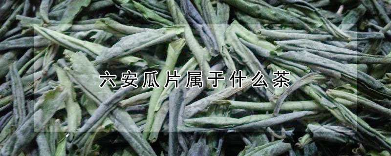 六安瓜片属于什么茶