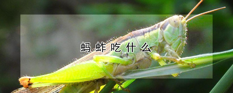 蚂蚱吃什么