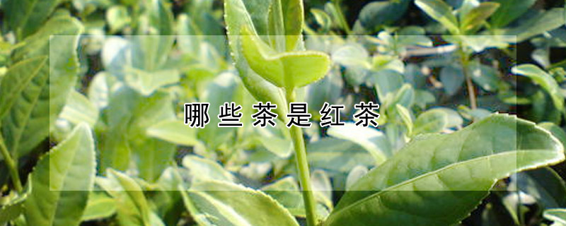 哪些茶是红茶