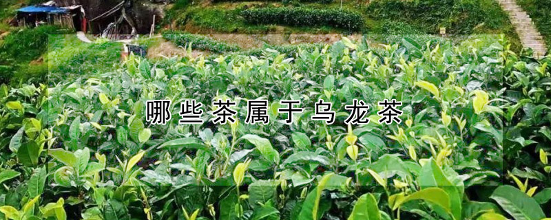哪些茶属于乌龙茶 —【发财农业网】