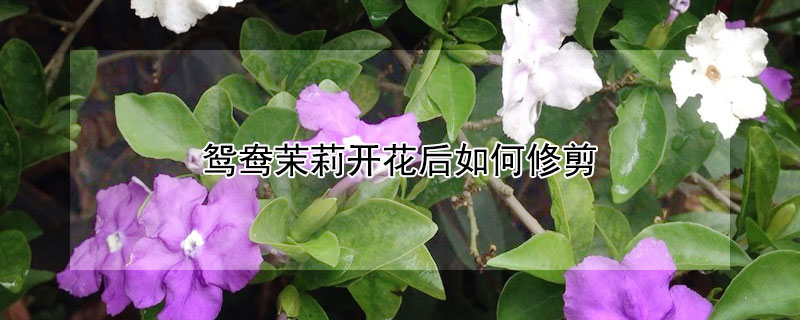 鸳鸯茉莉开花后如何修剪