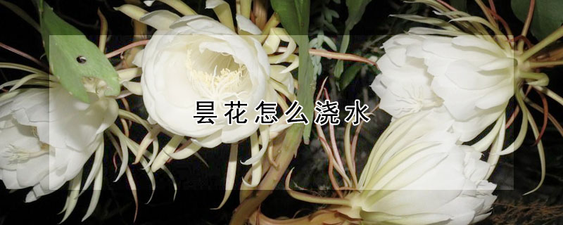 昙花怎么浇水