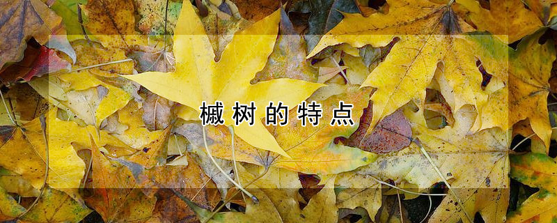 槭树的特点