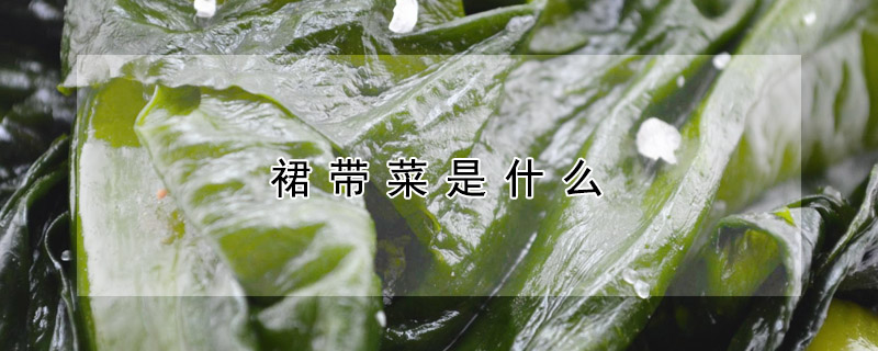 裙带菜是什么