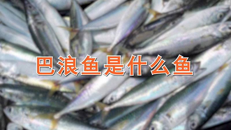 巴浪鱼是什么鱼
