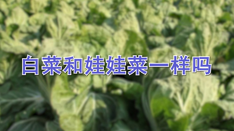 白菜和娃娃菜一样吗