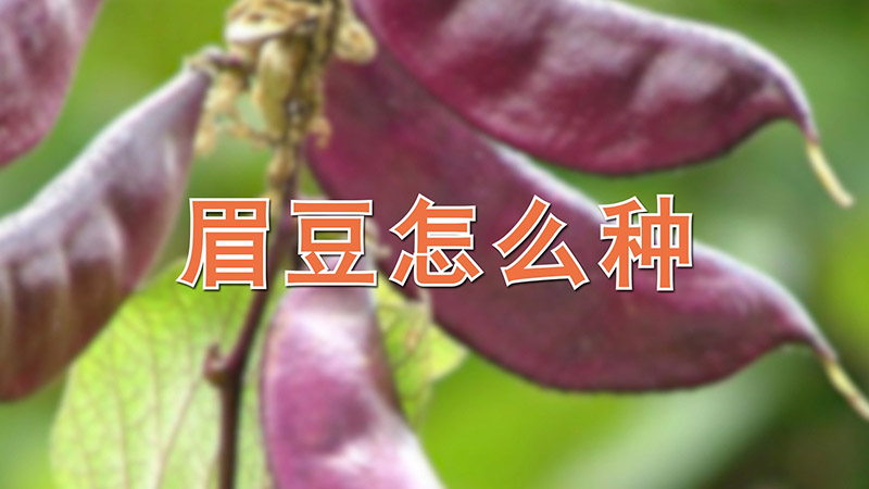 眉豆怎么种