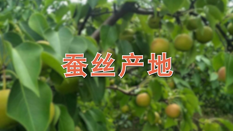 蚕丝产地