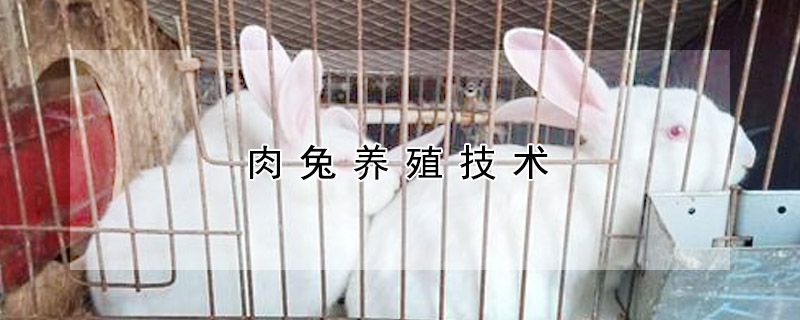 肉兔养殖技术