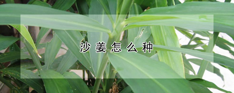 沙姜怎么种