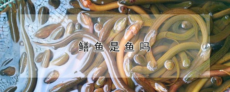 鳝鱼是鱼吗