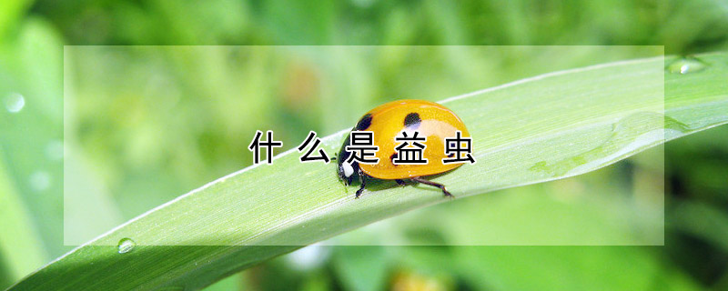 什么是益虫