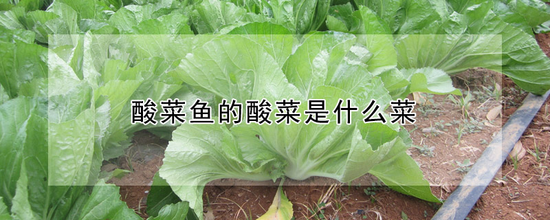 酸菜鱼的酸菜是什么菜