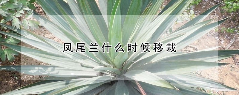 凤尾兰什么时候移栽