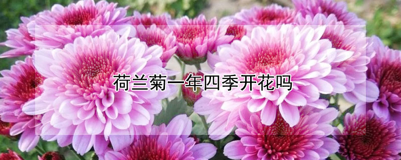 荷兰菊一年四季开花吗