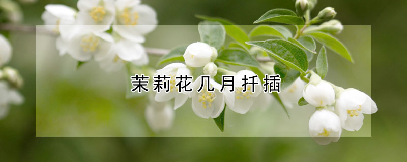 茉莉花几月扦插