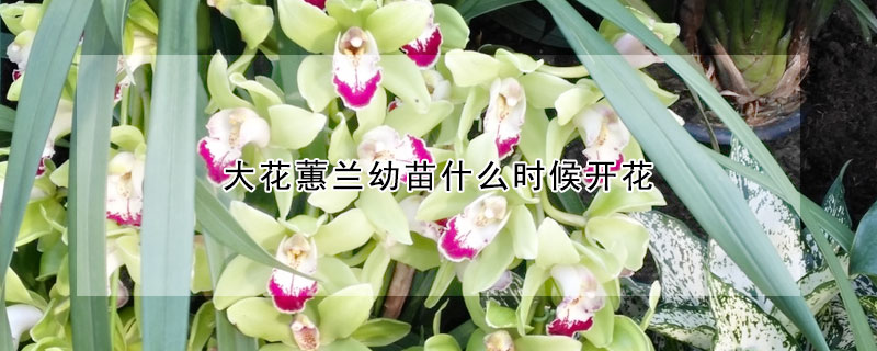 大花蕙兰幼苗什么时候开花