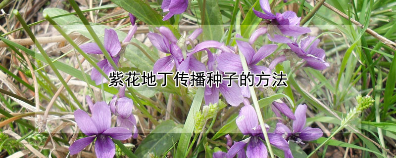 紫花地丁传播种子的方法