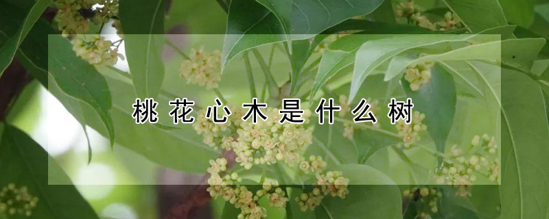 桃花心木是什么树