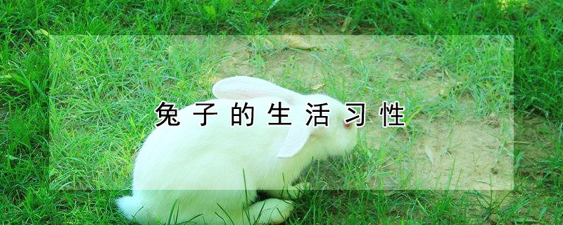 兔子的生活习性