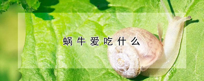 蜗牛爱吃什么