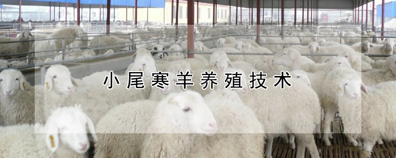 小尾寒羊养殖技术