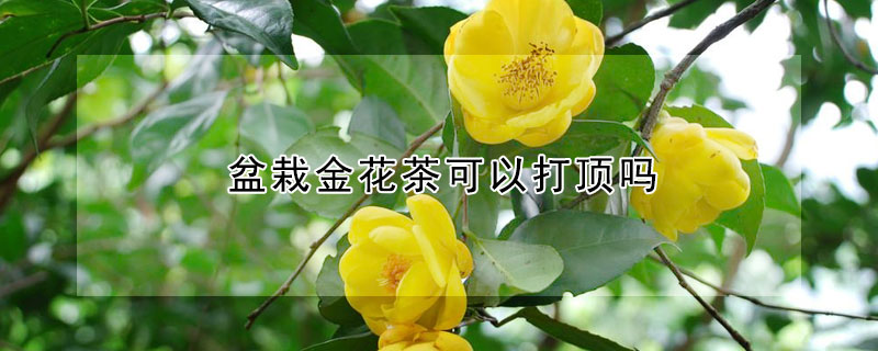 盆栽金花茶可以打顶吗