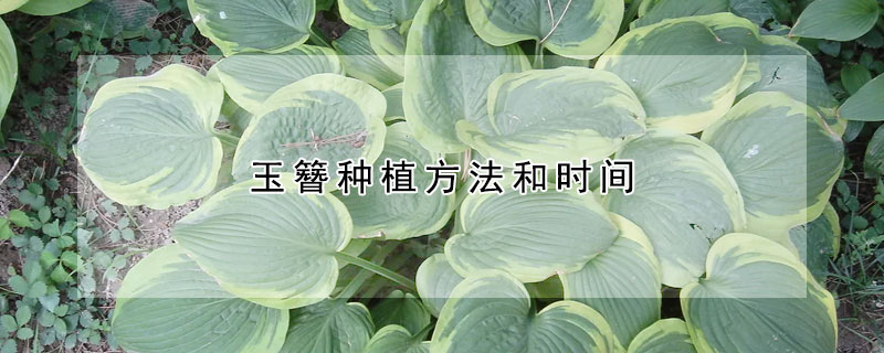 玉簪种植方法和时间