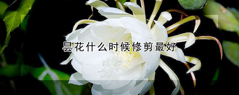 昙花什么时候修剪最好