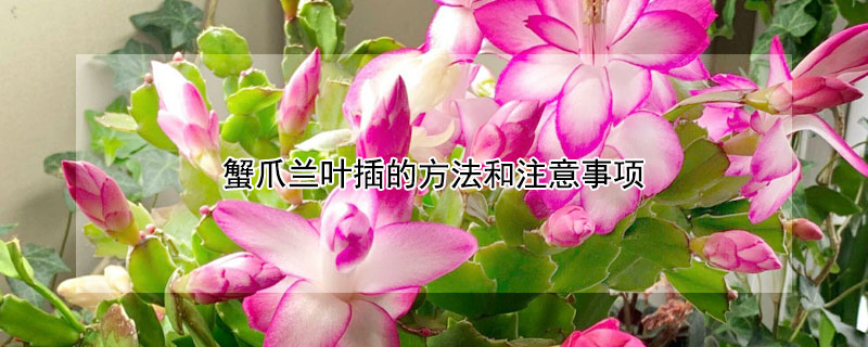 蟹爪兰叶插的方法和注意事项