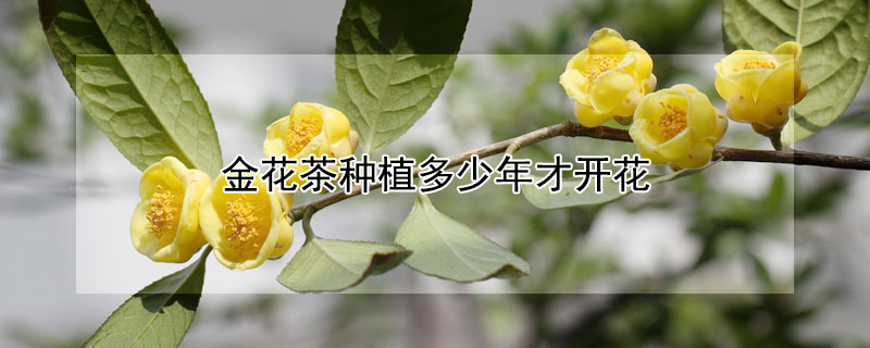 金花茶种植多少年才开花