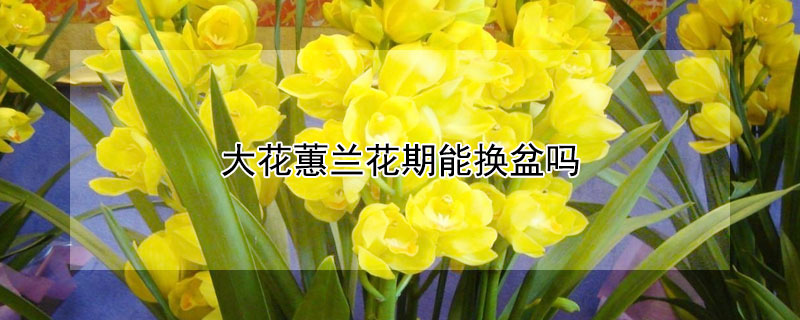 大花蕙兰花期能换盆吗