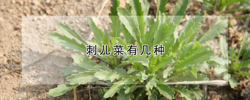 刺儿菜有几种