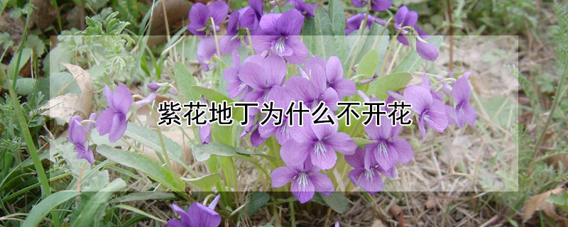 紫花地丁为什么不开花