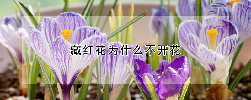 藏红花为什么不开花