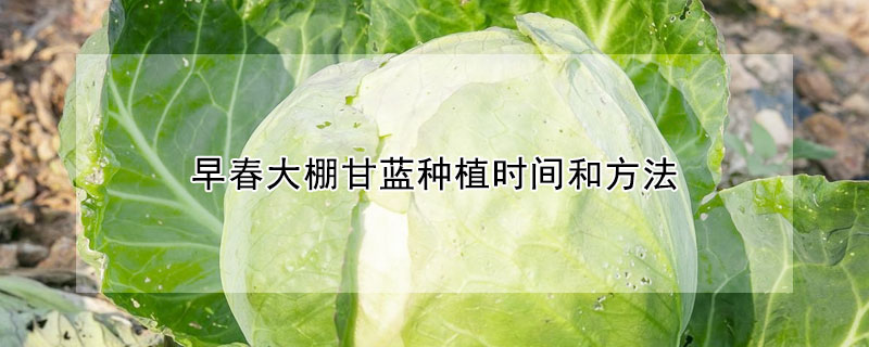 早春大棚甘蓝种植时间和方法