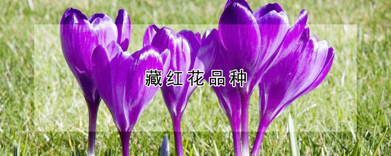 藏红花品种