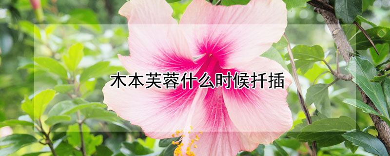 木本芙蓉什么时候扦插