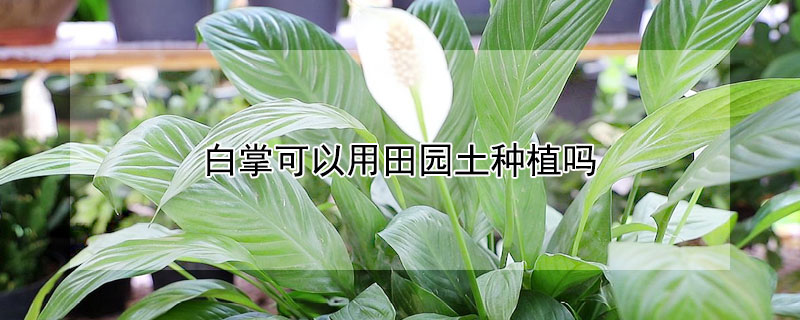 白掌可以用田园土种植吗