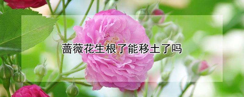 蔷薇花生根了能移土了吗