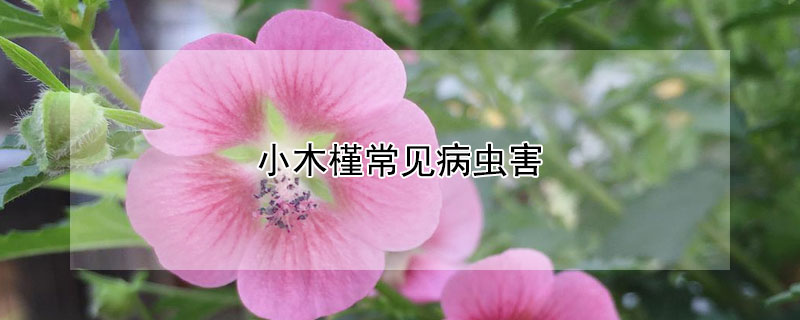 小木槿常见病虫害