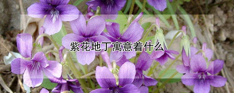 紫花地丁寓意着什么