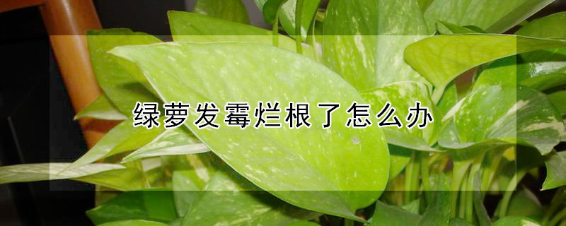 绿萝发霉烂根了怎么办