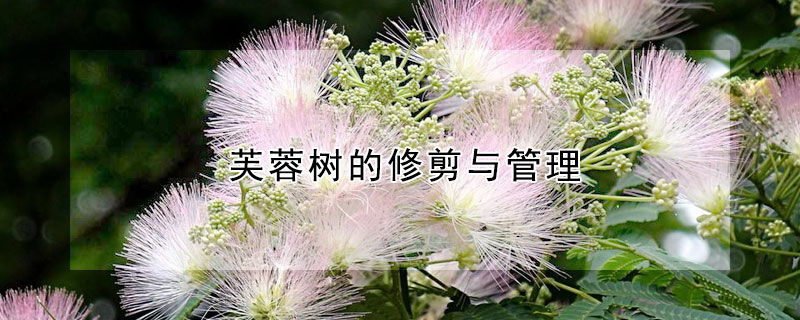 芙蓉树的修剪与管理