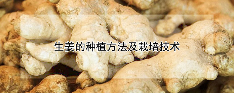 生姜的种植方法及栽培技术 发财农业网