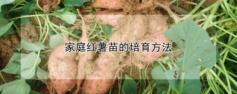 家庭红薯苗的培育方法