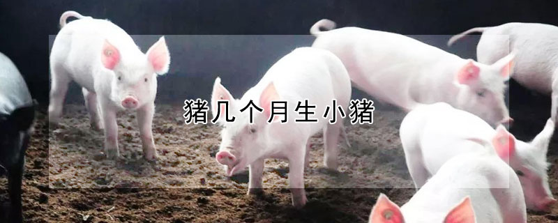 猪几个月生小猪