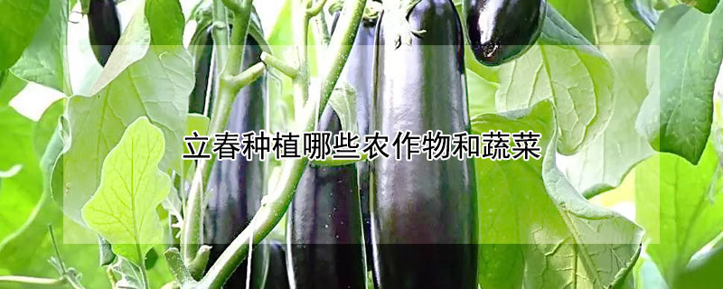 立春种植哪些农作物和蔬菜